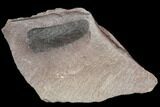Pennsylvanian Fossil Fern (Macroneuropteris) Leaf - Kentucky #112667-1